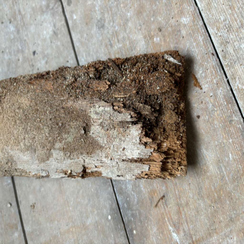 Wet rot on a joist end